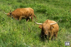 Untypisch für das Allgäu: Schottisches Hochlandrind grast am Sabachjoch