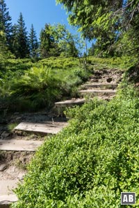 Über steile Holzstufen wird das Arber-Gipfelplateau erreicht
