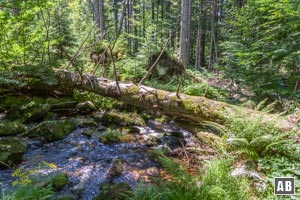 Ursprünglicher Wald säumt unseren Wanderpfad